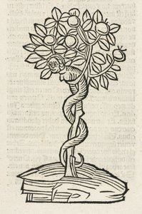 Il serpente nell
