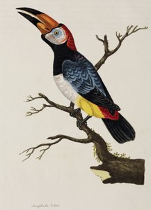 Tucano da John Pardon