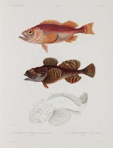 Due tipi di pesce, Islanda, inizio XIX secolo da John Pardon
