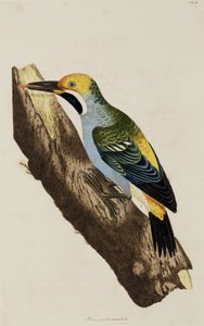 Picchio