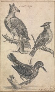 Aquila incoronata e due uccelli