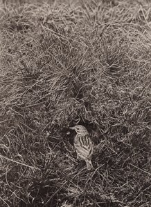 Pipit dei prati
