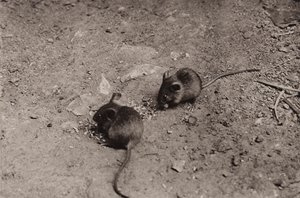 Topi a cena da Richard and Cherry Kearton