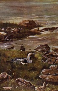 Lo svasso dal collo nero da Richard and Cherry Kearton