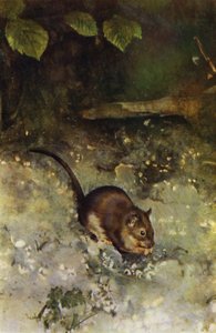 Il ratto marrone