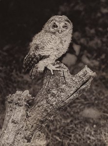 Giovane gufo bruno