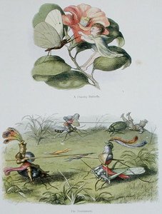 Una farfalla danzante e Il torneo, illustrazioni da 