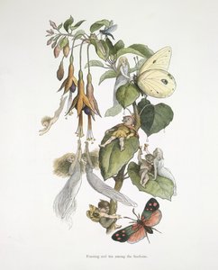 Festa e divertimento tra le fucsie da Richard Doyle