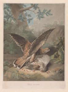 Falco sorveglia la sua preda da Richard Earlom