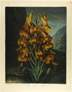 Il superbo giglio, da Il Tempio della Flora da Richard Earlom
