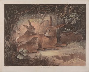 Set di quattro: (3) Una cucciolata di lepri da Richard Gilson Reeve