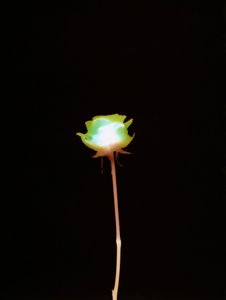 Senza titolo, 2007 da Richard Green