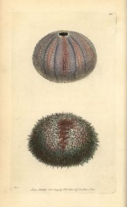 Riccio di mare commestibile, Echinus esculentus, da 