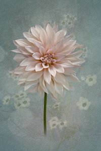 Dalia Blush in fiore