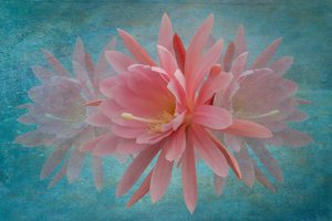 Fioritura rosa da sogno