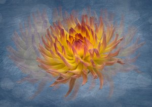 Golden Dahlia Flow da Richard Urbanski