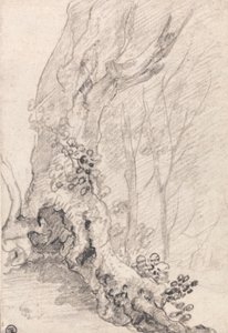 Studio di un vecchio albero: tronco e radici coperte di rampicanti da Richard Wilson