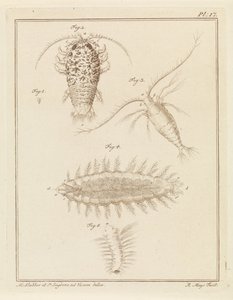 Isopode di agata, copepode e verme setoloso da Robbert Muys