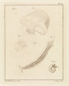 Diverse creature marine da Robbert Muys