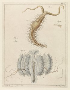 Vermocane e una piccola medusa da Robbert Muys
