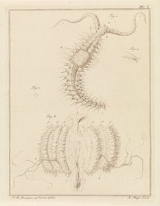 Vermicello e una piccola medusa da Robbert Muys
