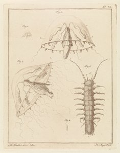 Leptomedusa e un isopode di acqua salmastra da Robbert Muys