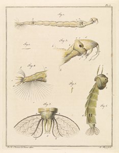 Larva di chironomide da Robbert Muys