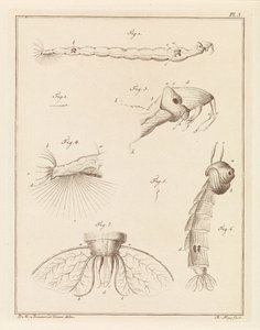 Larva di zanzara piumata da Robbert Muys