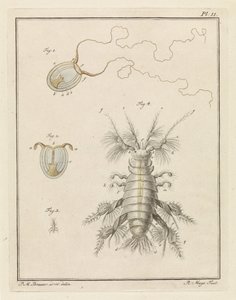 Medusa e gamberetto di sabbia da Robbert Muys