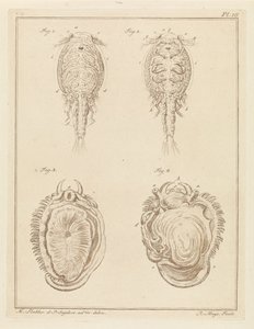 Crostaceo e mollusco da Robbert Muys