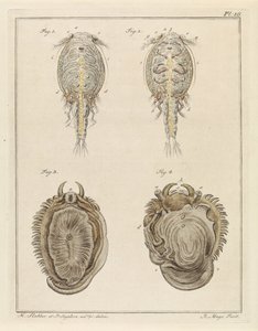 Crostaceo e mollusco da Robbert Muys