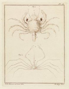 Granchio di sabbia e una specie di granchio freccia da Robbert Muys