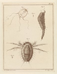 Diversi animali marini da Robbert Muys