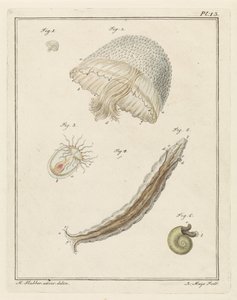 Diversi animali marini da Robbert Muys