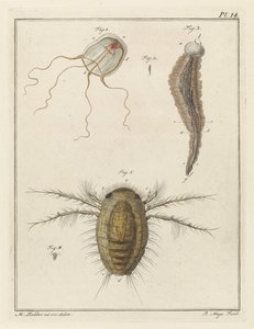 Diversi animali marini da Robbert Muys