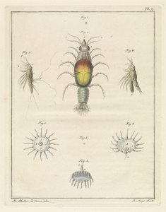 Diversi animali marini da Robbert Muys