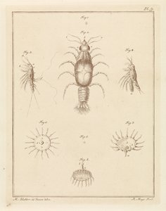 Diversi animali marini da Robbert Muys