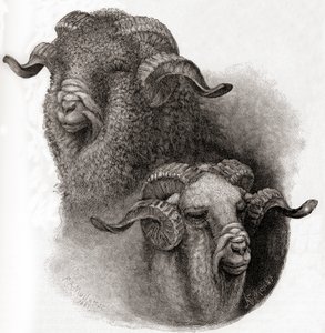 Testa di ariete Merino confrontata prima e dopo la tosatura, da The Century Illustrated Monthly Magazine, pubblicato 1884 da Robert Antoine Muller