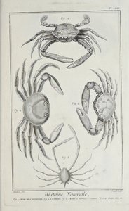 Granchi, illustrazione da 