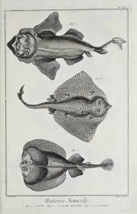 Illustrazione da 