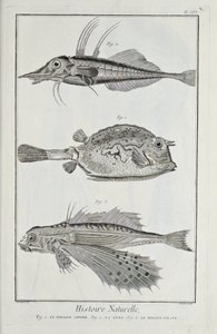 Illustrazione da 