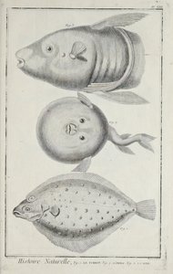 Illustrazione da 