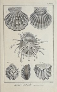 Illustrazione da 