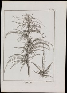 Diagramma marino di fiori, c.1810 (incisione e acquaforte) da Robert Benard