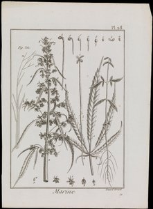 Diagramma marino di fiori, c.1810