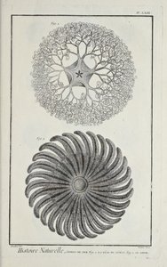 Stelle marine, illustrazione da 