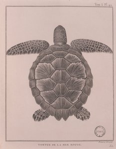 Tartaruga del Mar Rosso, illustrazione da 