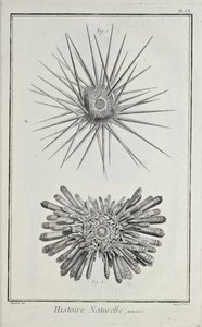 Ricci di mare, illustrazione da 