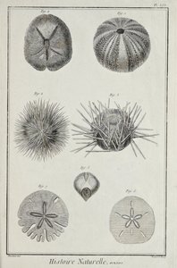 Monelli, illustrazione da 