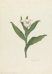 Scarpetta della Madonna (Cypripedium Canadense, Calceolus Maria)